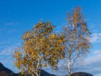 Zwei junge Birken im Morgenlicht